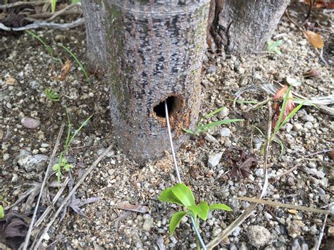 幹穴|テッポウムシ対策とは？幹に穴があく被害を防ぐ駆除。